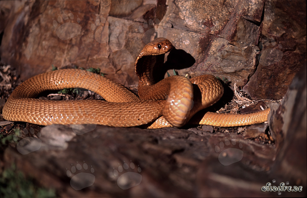 Cobra du Cap dorée enroulée