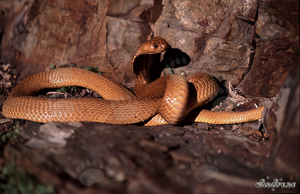 Cobra del Cabo dorada enroscada
