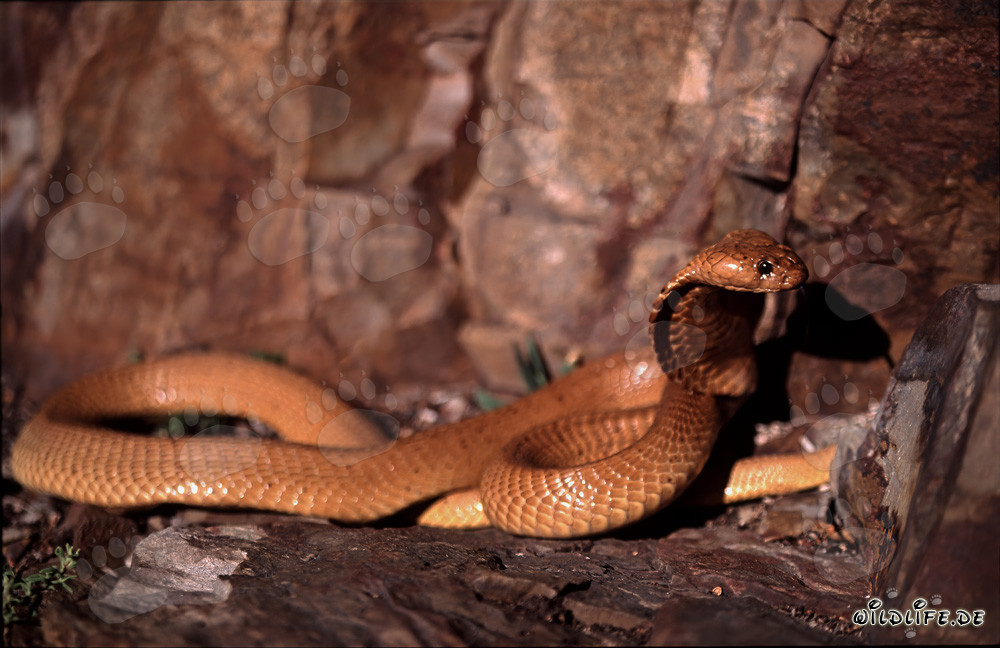 Fascinante Cobra Dorada del Cabo levanta la cabeza
