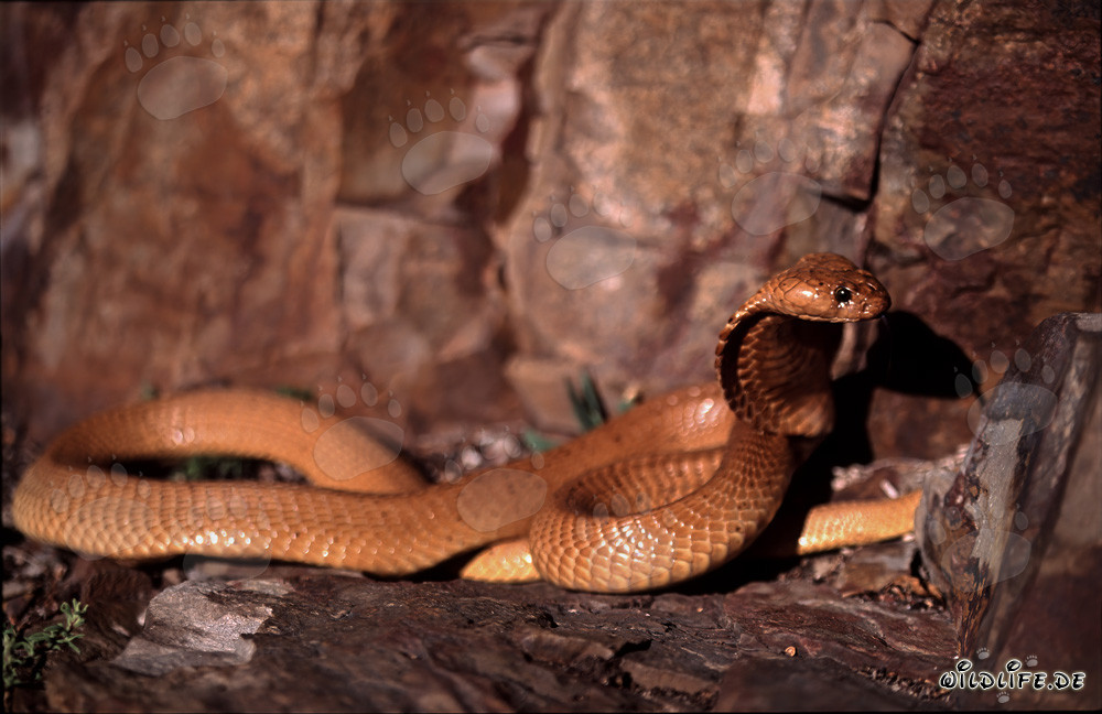 Affascinante Cobra Dorata del Capo alza la testa