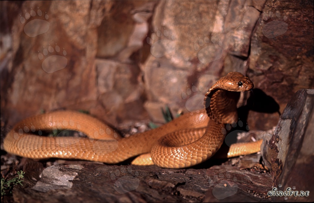 La fascinante cobra dorée du Cap se lève