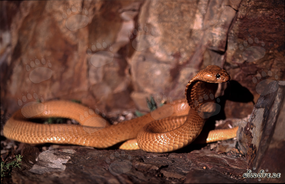 Fascinating Golden Cape Cobra Raising its Head