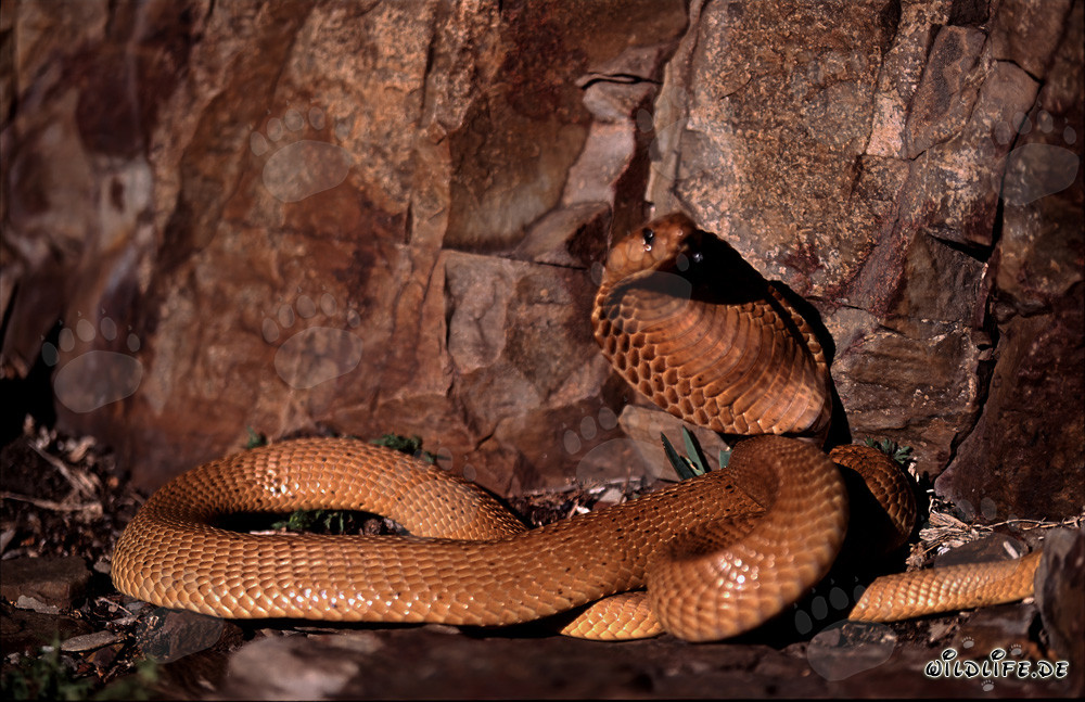 Cobra du Cap dorée sous la lumière du soleil