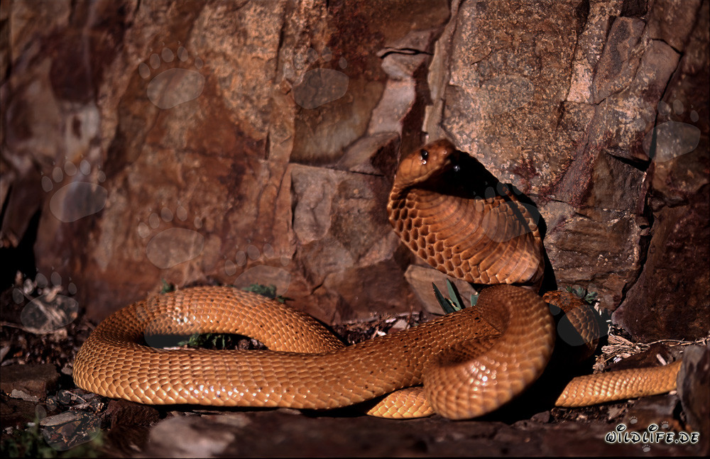Golden Cape Cobra