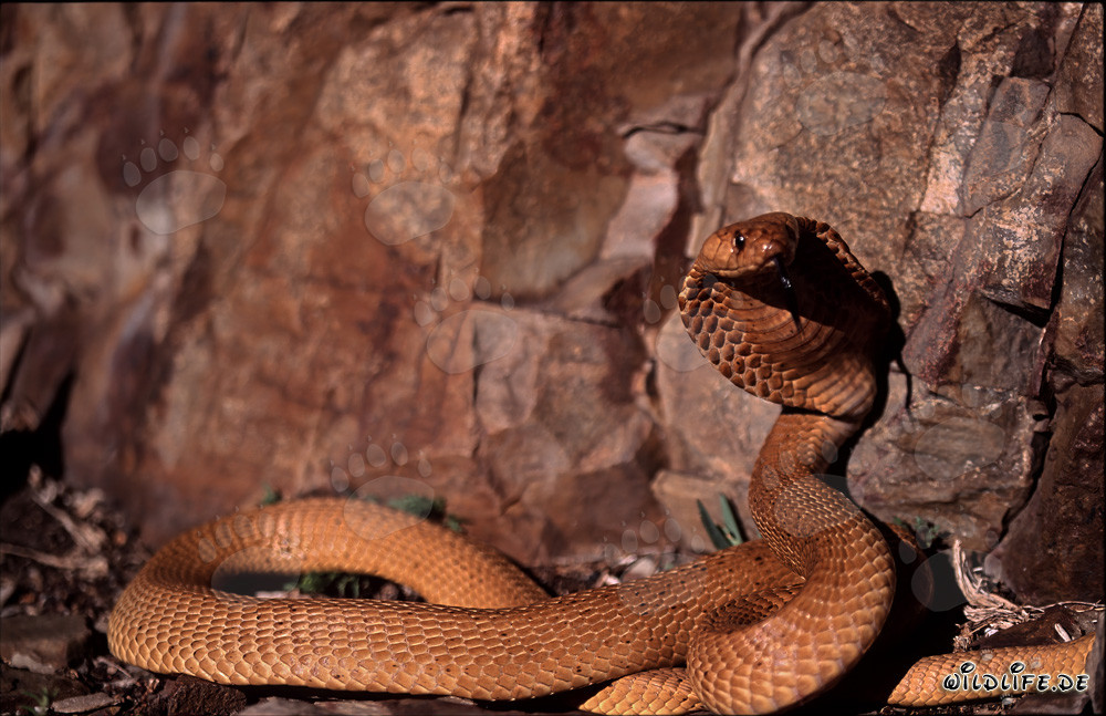 The dangerous beauty of the Cape Cobra