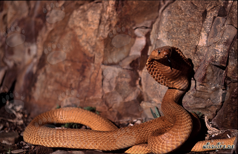 La pericolosa bellezza del cobra del Capo
