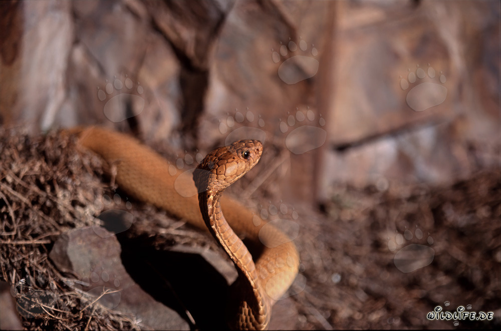The majestic Cape Cobra emerges from the thicket