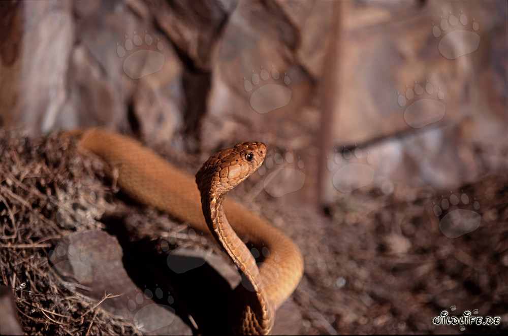 La majestueuse Cobra du Cap émerge de la brousse