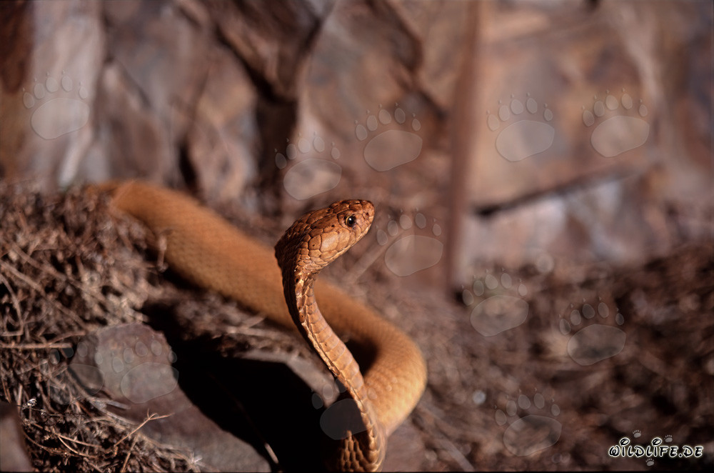 La maestosa Cobra del Capo emerge dal fitto