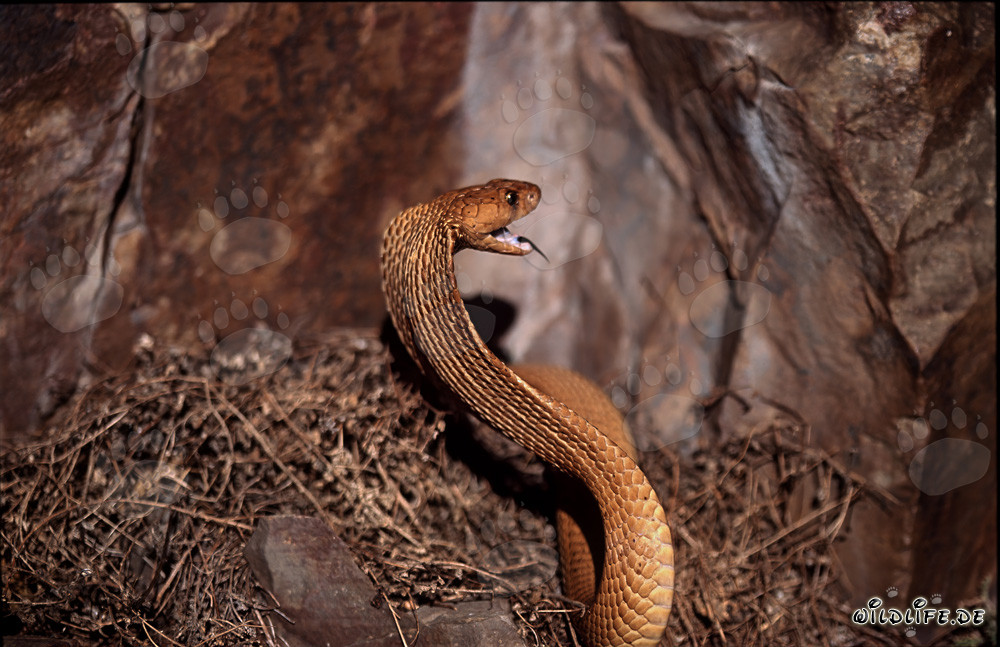 Cobra del Capo dorata con la bocca aperta al sole