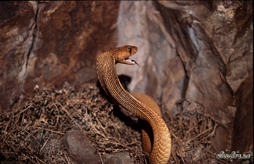 Cobra dorada del Cabo con la boca abierta al sol