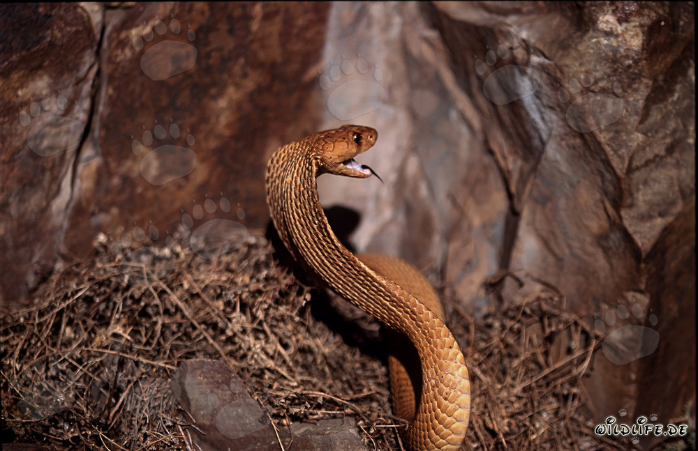 Cobra du Cap dorée avec la gueule ouverte au soleil