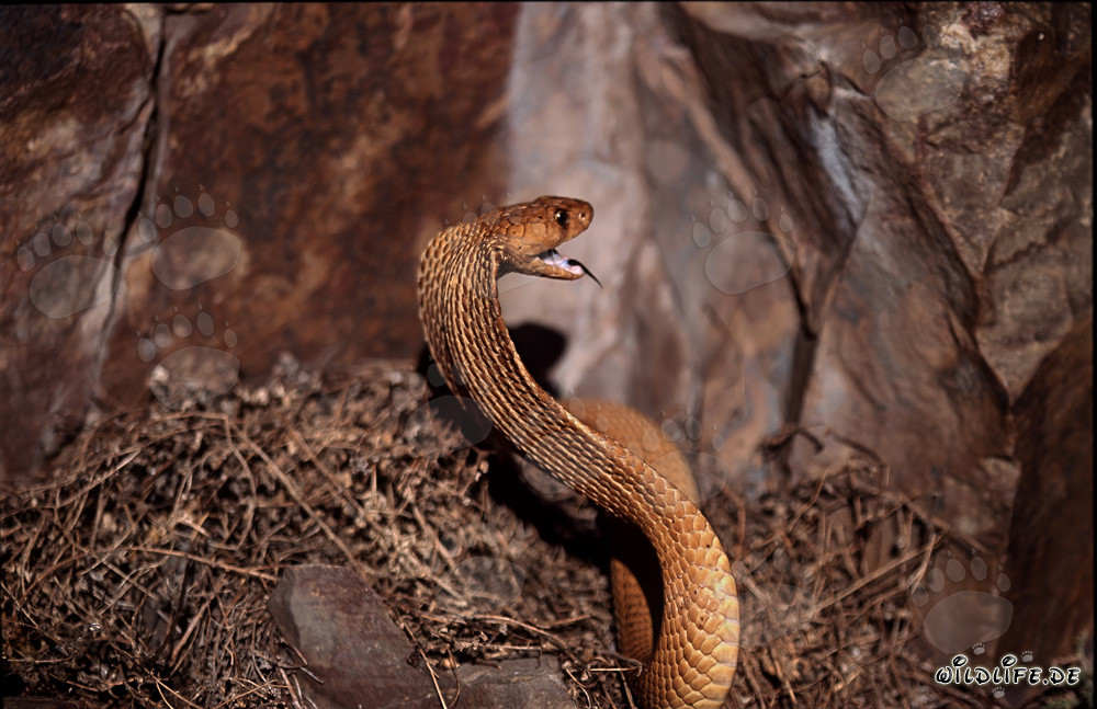 Golden Cape Cobra with open mouth in the sun
