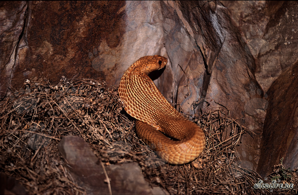 Fascinating Cape Cobra emerges in the sunlight of the fynbos
