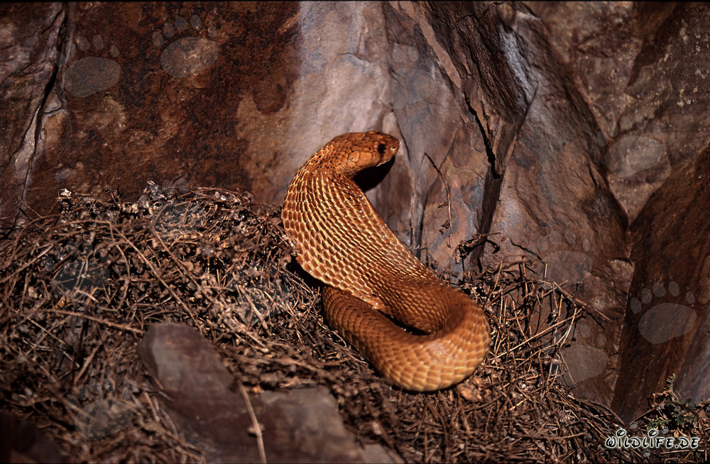 Fascinante cobra del Cabo se muestra en la luz del sol del fynbos