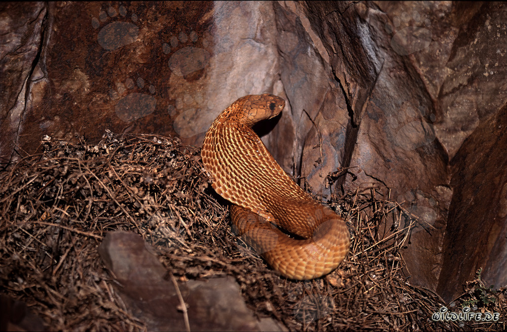 Fascinante cobra du Cap se montre dans la lumière du soleil du fynbos