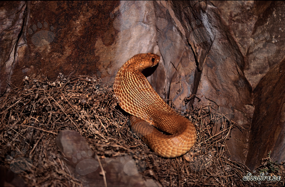 Affascinante cobra del Capo si mostra alla luce del sole del fynbos