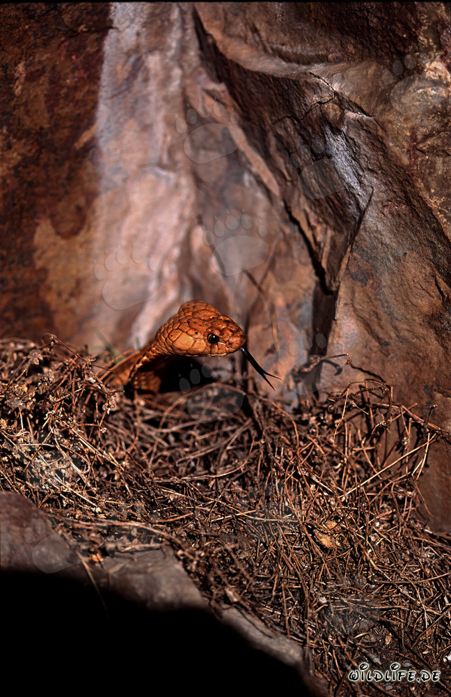 Fascinating Cape Cobra in front of impressive rock wall