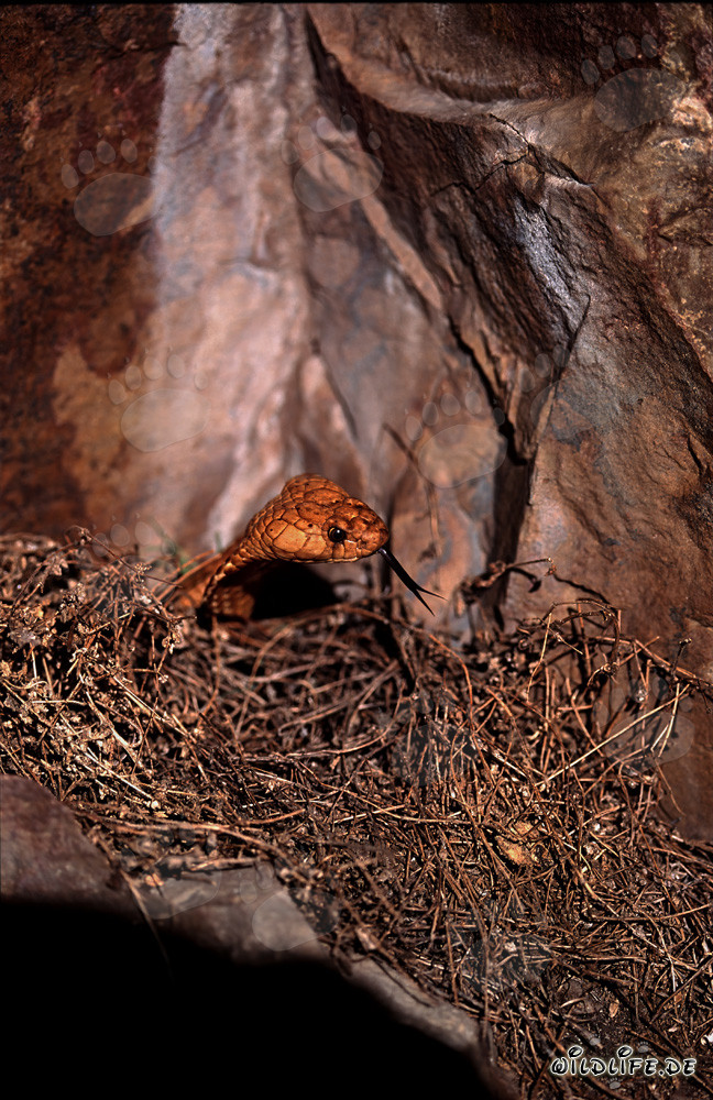 Cobra del Cabo fascinante frente a una impresionante pared rocosa