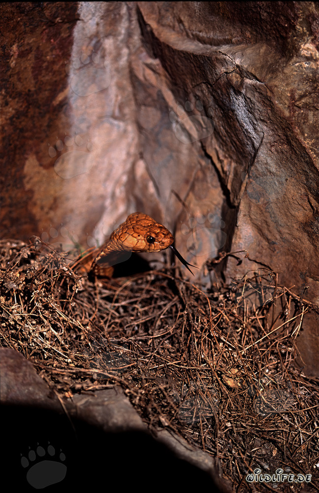 Affascinante Cobra del Capo di fronte a un'imponente parete rocciosa