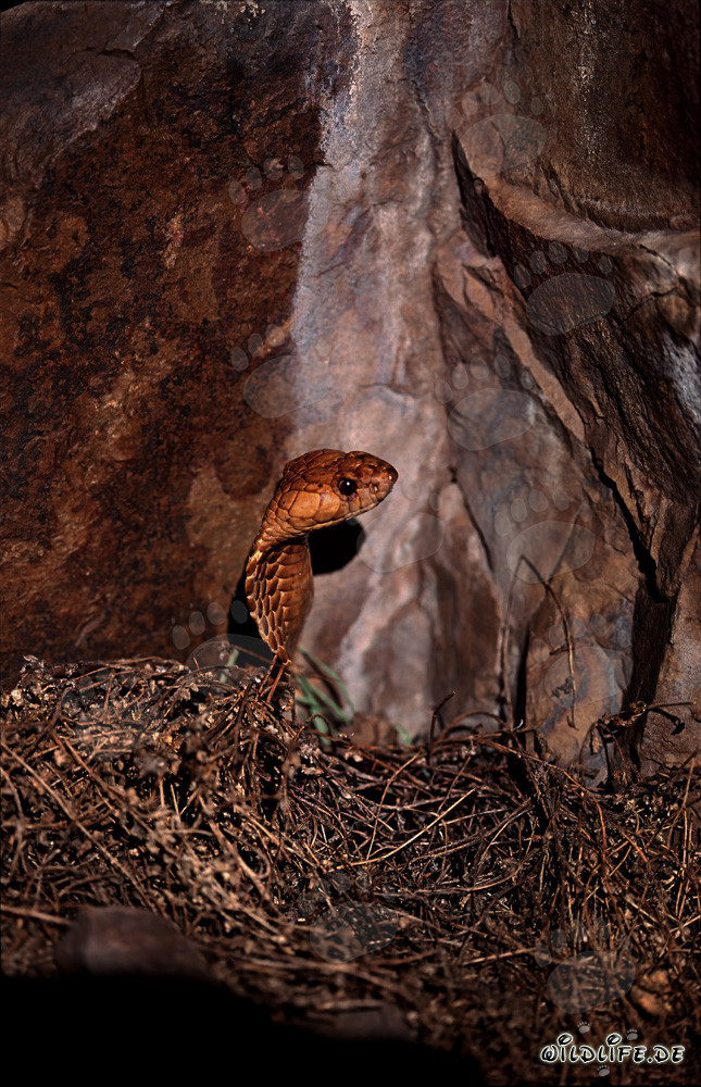 Cape Cobra watching their surroundings