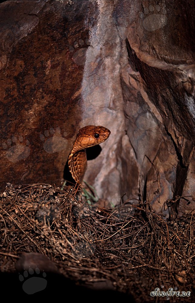 La Kapkobra observa su entorno