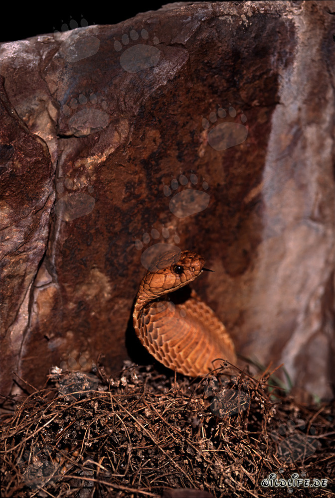 Cobra del Cabo Dorado aparece sorpresivamente en el Fynbos de Overberg