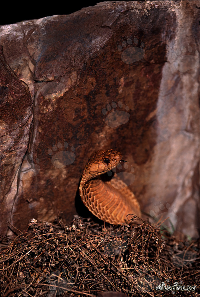Golden Cape Cobra unexpectedly appears in Overberg Fynbos
