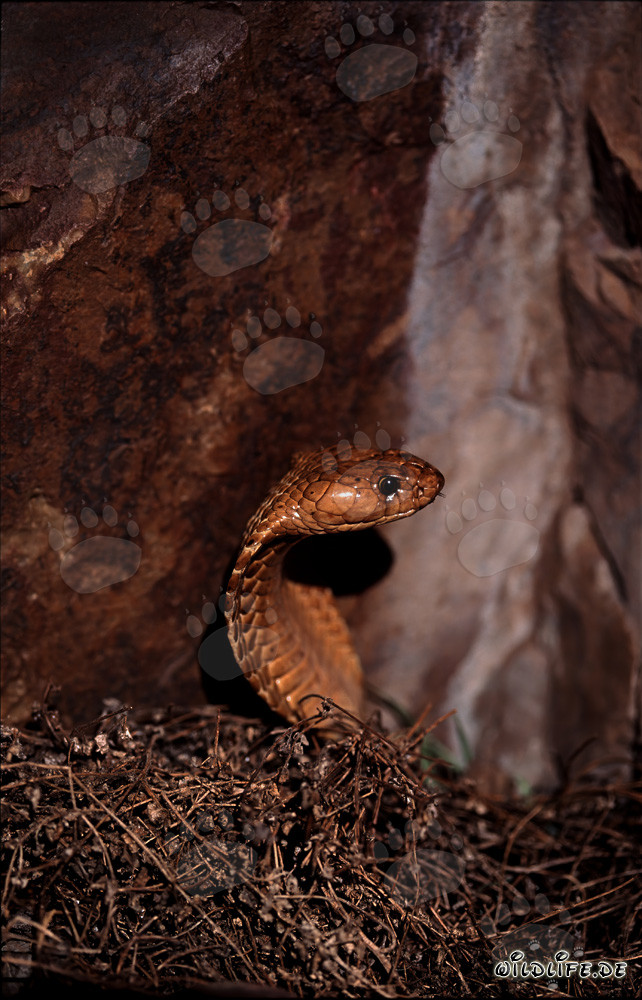 Cape Cobra in the Wild: A majestic snake rising from the brushwood