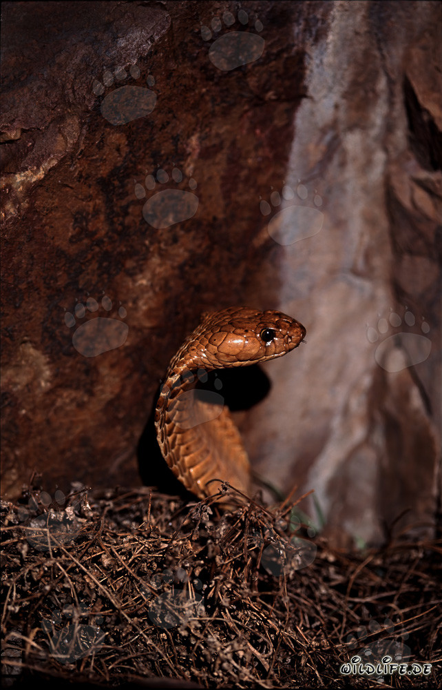Cobra del Cabo en la naturaleza: una majestuosa serpiente se eleva entre los matorrales