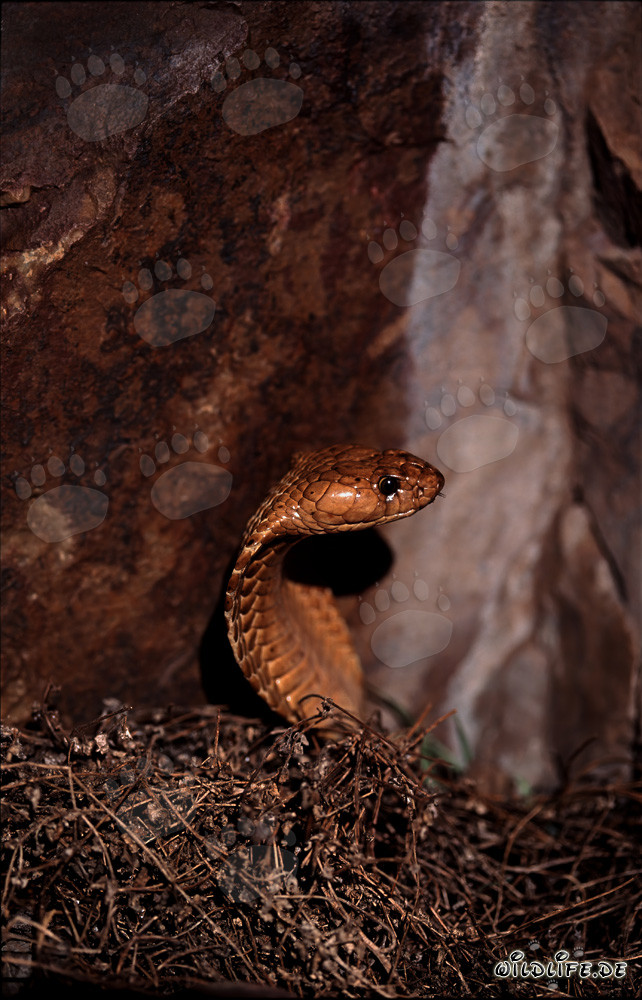 Cobra del Capo nella natura: un maestoso serpente si erge tra i rami
