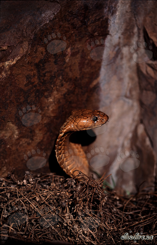 Cobras du Cap dans la nature : Un majestueux serpent surgit des branchages
