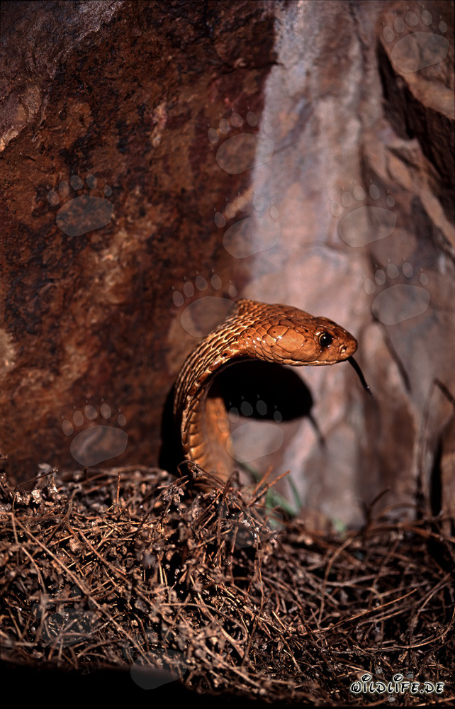 Golden Cape Cobra displaying its impressive threat display