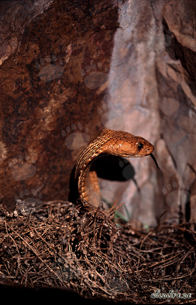 La majestuosa Kapkobra dorada muestra su imponente comportamiento amenazante