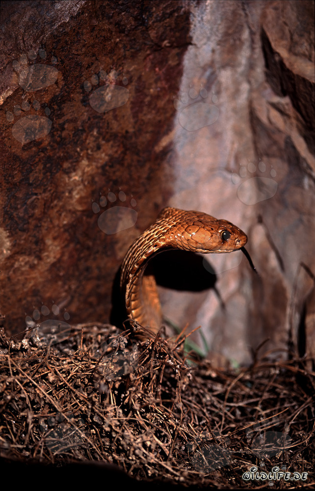 La maestosa Kapkobra dorata mostra il suo imponente comportamento minaccioso