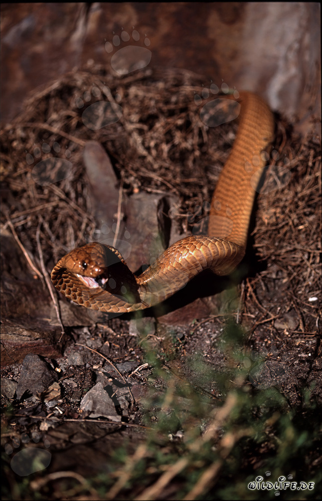 Cape Cobra in the nature of Western Cape