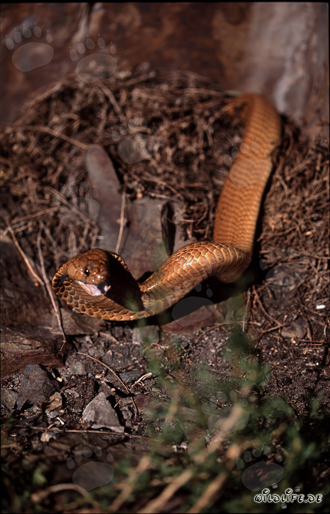 Cobra del Cabo en la naturaleza de Western Cape