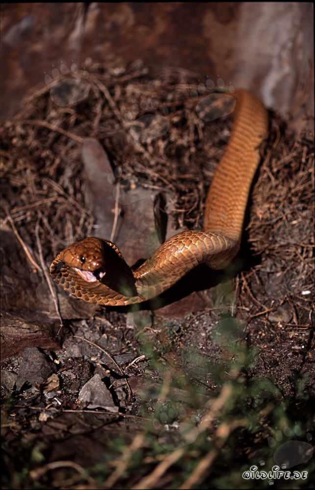 Cobras du Cap dans la nature du Cap-Occidental