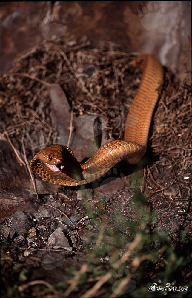 Cobra del Capo nella natura del Western Cape