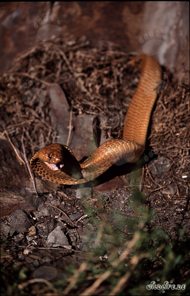 Kapkobra in der Natur des Western Cape