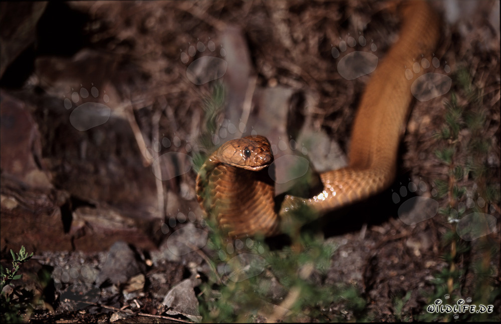 The fascinating Cape Cobra with big eyes