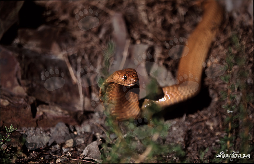 La fascinante cobra del Cabo con grandes ojos