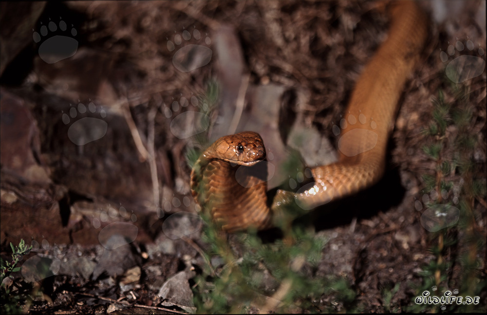 Le fascinant cobra du Cap aux grands yeux