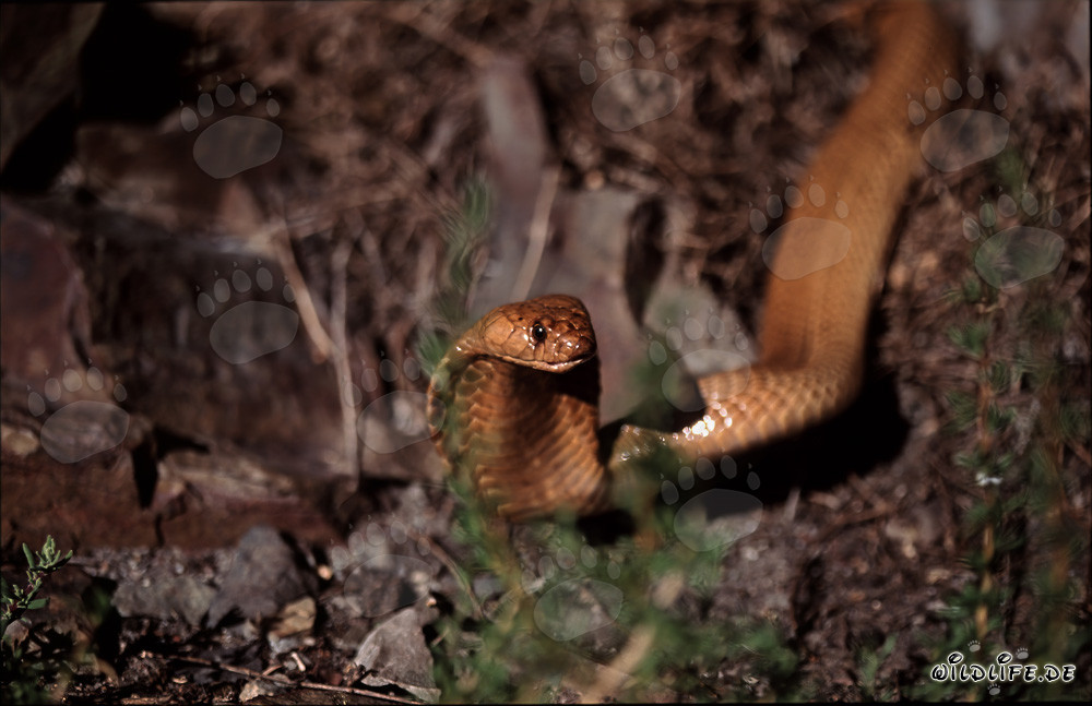 Il fascinante cobra del Capo con grandi occhi