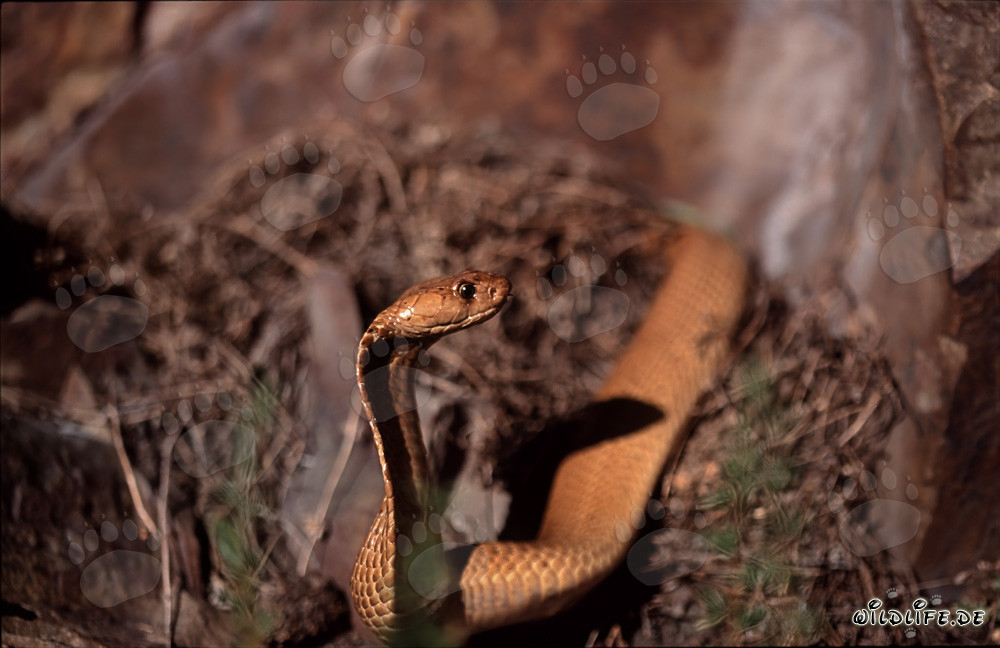 Cobra del Cabo Dorado descubierta bajo el sol en un grupo de rocas