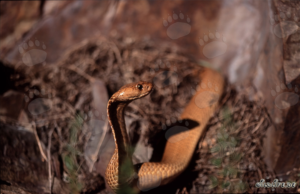 Cobra del Capo dorata scoperta sotto il sole su un gruppo di rocce