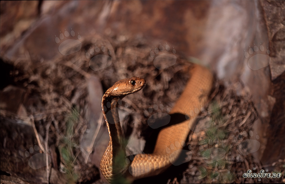 Golden Cape Cobra spotted on rock formation in sunlight