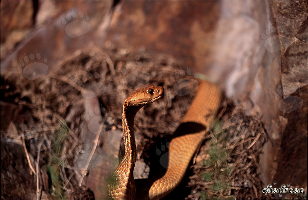 Fascinating Cape Cobra in the undergrowth in front of the majestic rocks