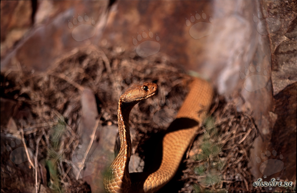 Affascinante Cobra del Capo nel sottobosco di fronte ai maestosi scogli