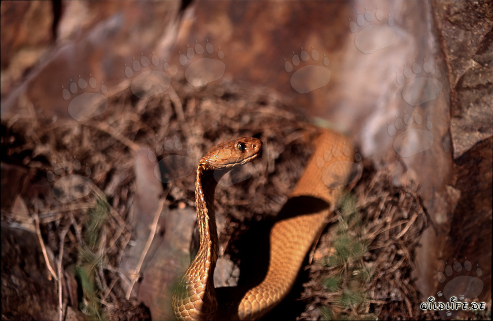 Cobra du Cap fascinante dans les buissons devant les majestueux rochers